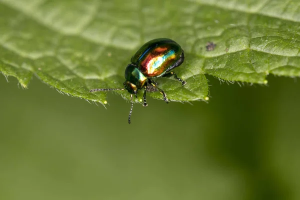 Chrysolina Fastuosa Colorido Escarabajo Deambula Sobre Una Hoja Verde Cerca — Foto de Stock