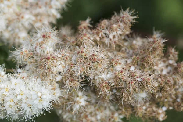 Astilbe Arendsii Όμορφο Διακοσμητικό Φυτό Λουλούδι Στον Κήπο — Φωτογραφία Αρχείου