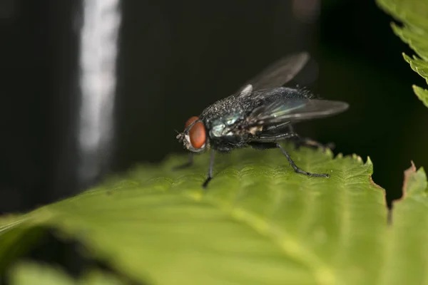 Calliphora Vicina Grande Mouche Sur Une Feuille — Photo