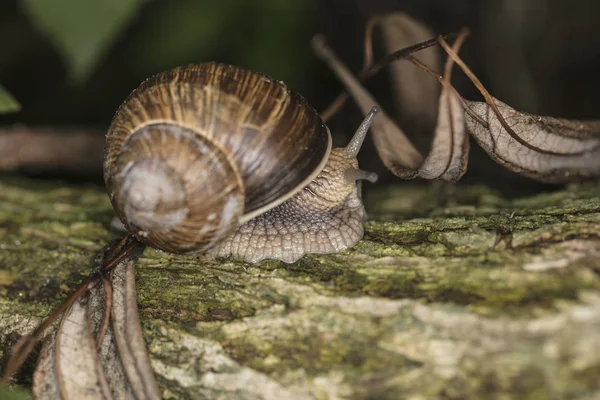 Caracol Caminha Sobre Uma Árvore Coberta Com Musgo Verde — Fotografia de Stock