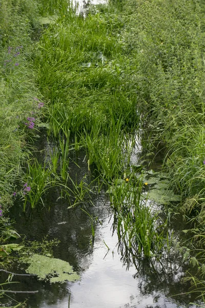 Yeşil Bitkilerle Kaplı Nehri — Stok fotoğraf