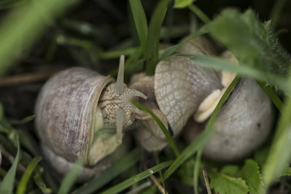 Dois Caracóis Sobressaem Suas Conchas — Fotografia de Stock