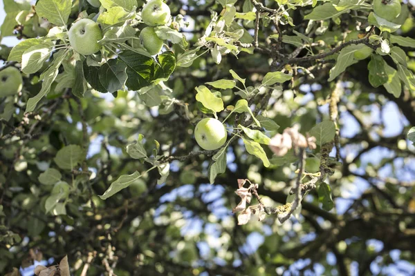 Güzel Tatlı Yeşil Elma — Stok fotoğraf