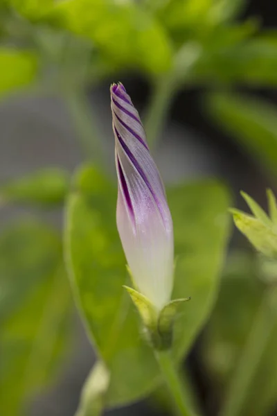 庭の花 美しい色に包まれて — ストック写真