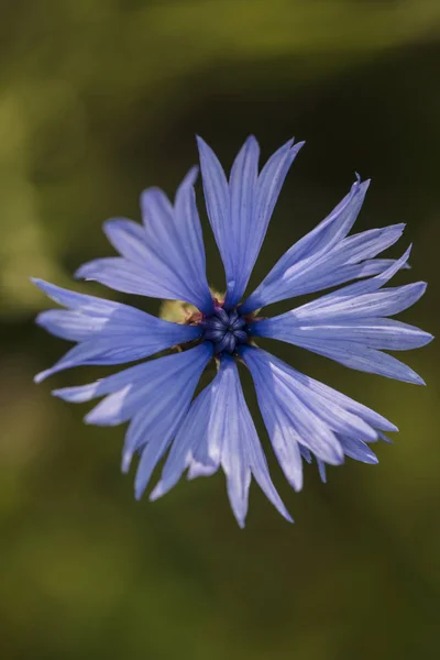 ヤグルマギク 青の庭の花 — ストック写真