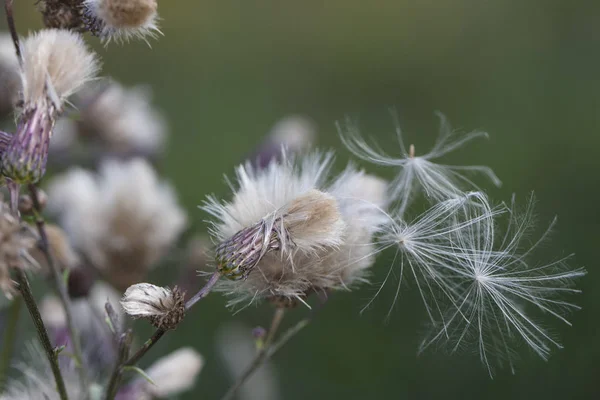 Oset Roślina Rośnie Naturze Bliska — Zdjęcie stockowe