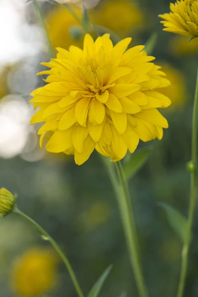 Kerria Japonica Beautiful Yellow Flower Growing Garden — Stock Photo, Image