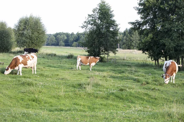 Krowy Zielonej Trawie — Zdjęcie stockowe