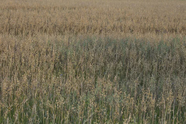 Field Sown Grain Close — Stock Photo, Image