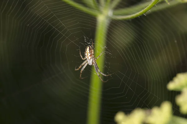 大腹蛛丝 Diadematus 在他的网络上交叉蜘蛛 — 图库照片