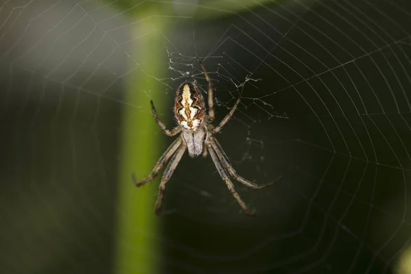 自分のウェブにスパイダーをクロス クローズ アップ — ストック写真