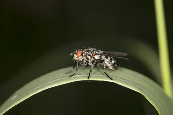 Une Énorme Mouche Est Assise Sur Herbe — Photo