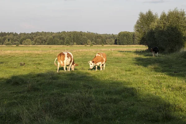 Kor Hagen Gröna Gräset — Stockfoto