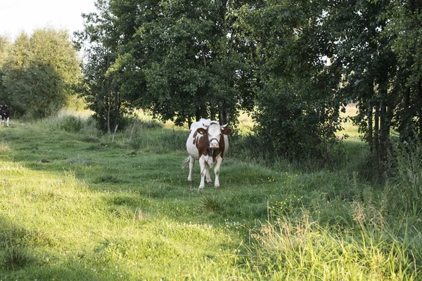 Krowy Pastwisko Zielonej Trawie — Zdjęcie stockowe