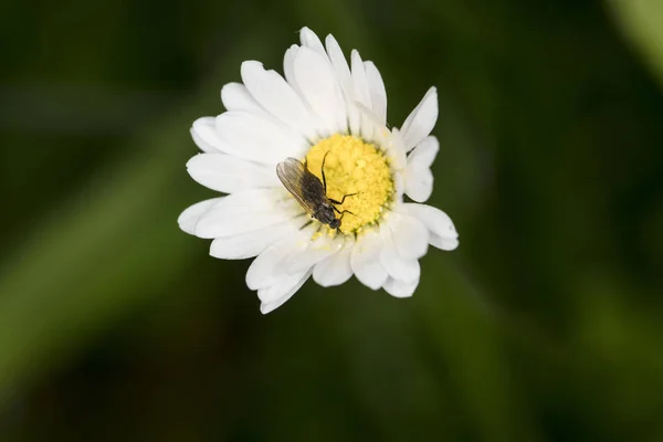 昆虫はデイジーの花の上に座ってください — ストック写真