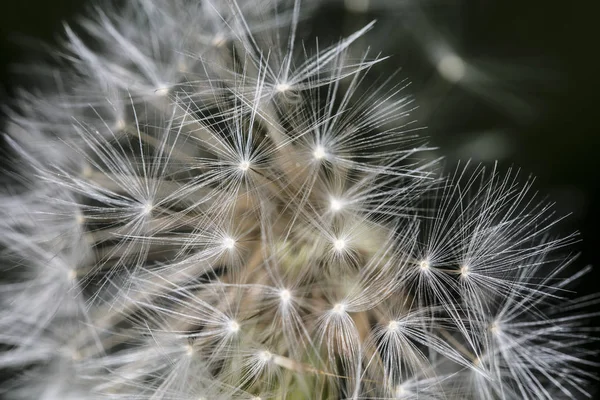 Extreme Close Dandelion — Stock Photo, Image