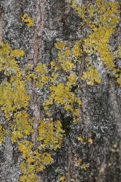 Baumrinde Mit Grünem Und Gelbem Moos Bedeckt — Stockfoto