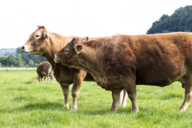 iki kırmızı kas inek