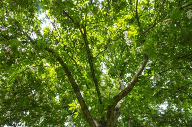 ağaç dalları yeşil yapraklarla kaplı