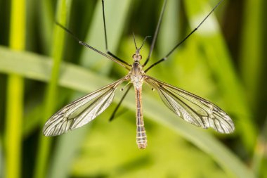 Tipula oleracea, dipteran ailesinden bir sivrisinek için benzer büyük böcek