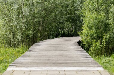 ağaçlar arasında ahşap yaya köprüsü