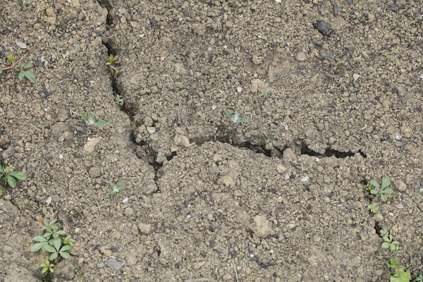 Small Plants Grow Out Cracks Ground — Stock Photo, Image