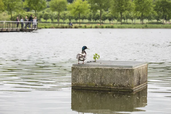 Canard Tient Debout Sur Béton — Photo