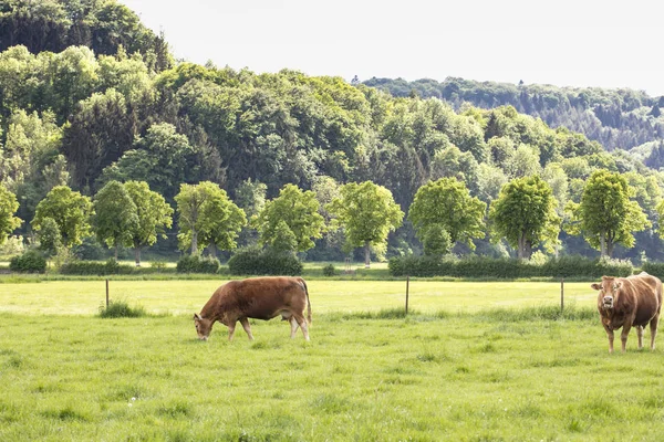 red cows on a grassy green pasture, trees in the background