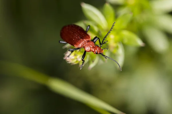 Cucujus Cinnaberinus Kever Uit Familie Van Crimson Mooie Rode Kleur — Stockfoto