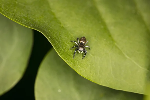 Kleine Springende Spinne Mit Einer Schönen Farbe Nahaufnahme — Stockfoto