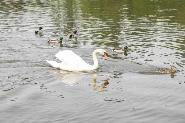 Cygne Blanc Nage Sur Eau Avec Des Canards Vue Latérale — Photo