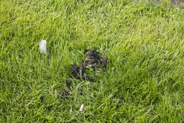 Entenscheiße Liegt Auf Dem Gras — Stockfoto