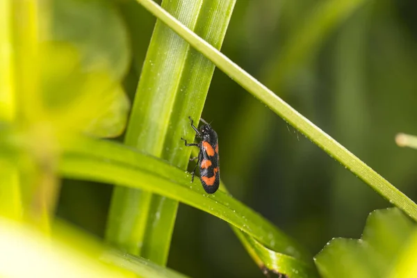 Eurydema Ornata Bug Penataomidea Family — Stock Photo, Image