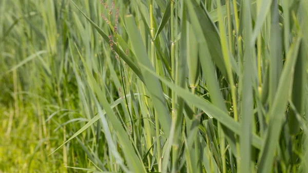 Herbe Haute Verte Gros Plan — Photo