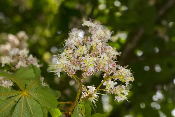 Bir Kestane Ağacı Çiçeklerin Yakın Çekim — Stok fotoğraf