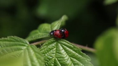 Coccinella septempunctata, iki ladybirds bir yaprak üzerinde copulating