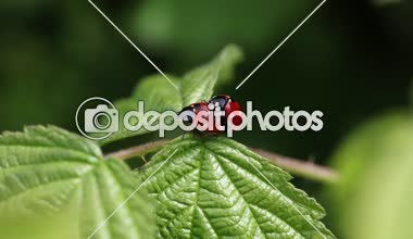 Coccinella septempunctata, iki ladybirds bir yaprak üzerinde copulating