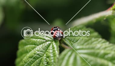 Coccinella septempunctata, iki ladybirds bir yaprak üzerinde copulating