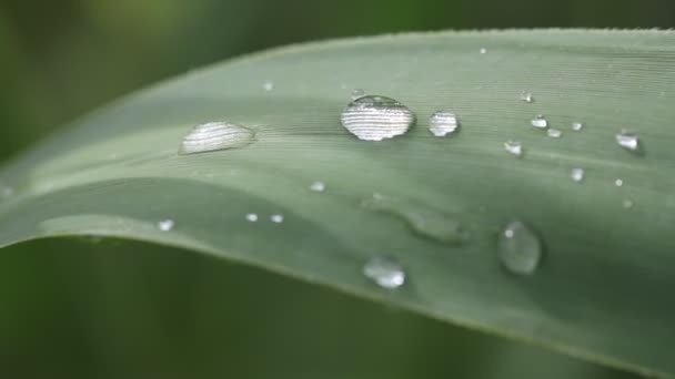 Druppels Water Het Gras — Stockvideo