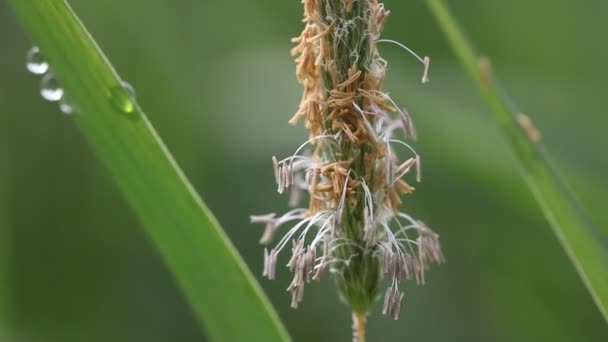 Семена Травы Ветру — стоковое видео
