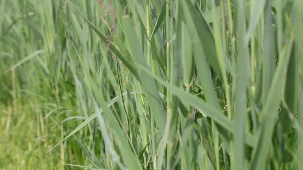 balancement de l'herbe dans le vent