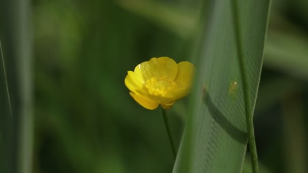 Petite Fleur Jaune Dans Vent — Video