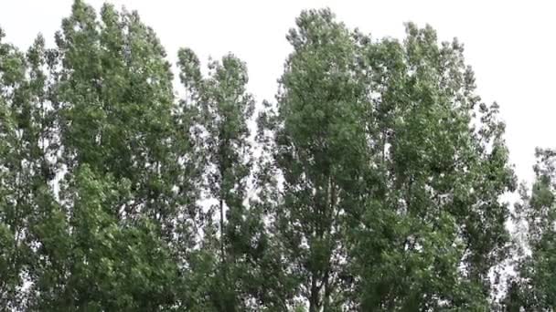 风在树枝上移动 灰色的天空 — 图库视频影像