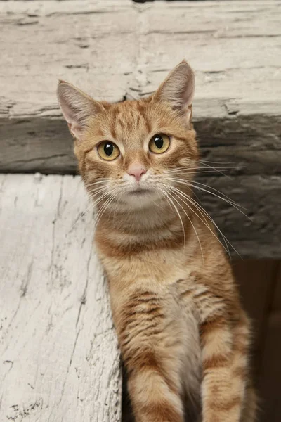 Vörös Hajú Macska Bámulta Lencse — Stock Fotó