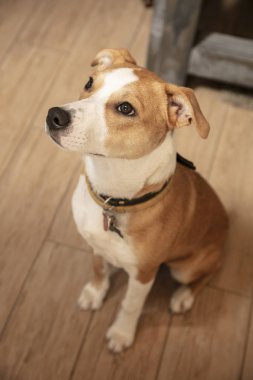 köpek ahşap katta oturan