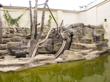 maymunlar maymun Grove