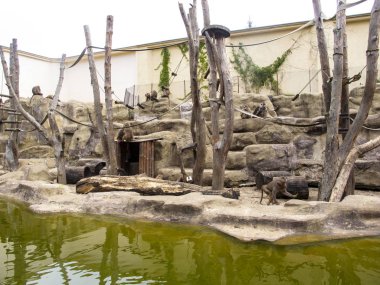 maymunlar maymun Grove