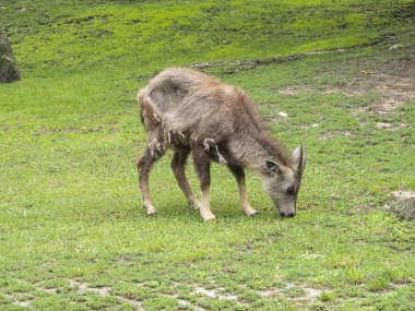 Antilop hayvanat bahçesindeki çim yiyor