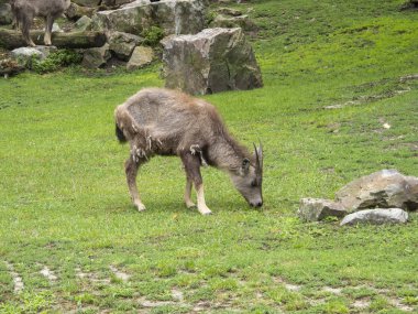 Antilop hayvanat bahçesindeki çim yiyor