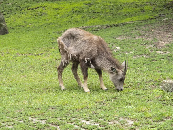 Antilop hayvanat bahçesindeki çim yiyor